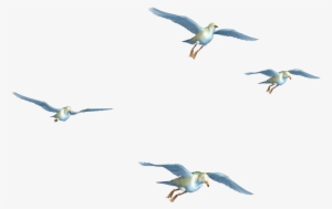 Birds Flying Png Transparent Birds Flying Png Image Free Download Pngkey