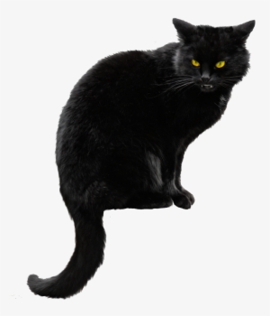 Black Cat Png File - Black Cat Png #15264 Black Cat Png File - Black Cat Png #15264