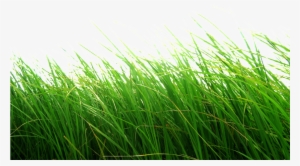 Grass Png Transparent Background #15377