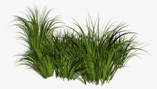 Beach Grass Png Jpg Free Stock - Tall Grass Transparent Background #15393