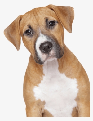 Animals - Dogs - Dog Face Png #15451