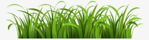 Cartoon Grass Transparent Background #15521