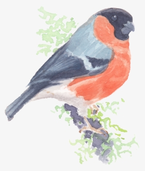 Hand Painted Realistic Cartoon Cuckoo Bird Png Transparent - Portable Network Graphics #15526