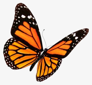 Flying Butterflies Png Transparent Image - Monarch Butterfly Png #15573