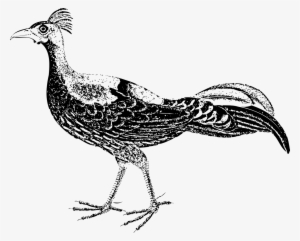 Vector - ไก่ฟ้า ภาพ วาด #15698