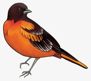 Black And Orange Bird Png Clipart - Soft And Kind Hearted People Are Not Fools #15718
