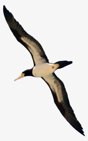 Bird Png - Real Bird Flying Png #15861