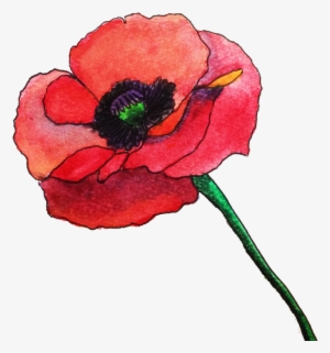 Picture - Watercolor Poppy Flower Png #15981