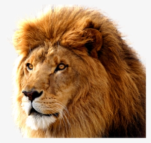 Lion Png Free Download - Lion Png #16164