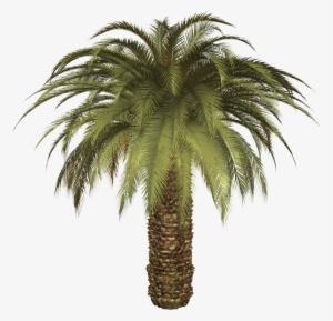 Oil Palm Tree Png #16249