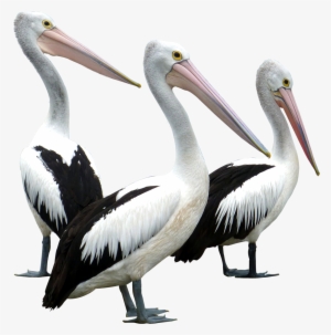 Pelican Png #16290