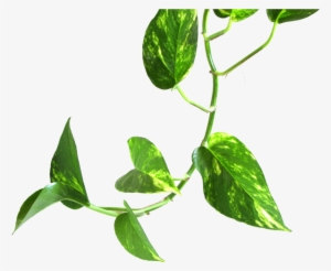 Vine Money Plant Leaf Transparent Image Jpg Black And - Money Plant #16308