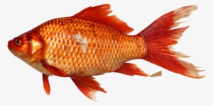 All Day Energy Diet Journal #16350