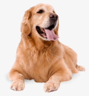 Dogs Png Jpg Royalty Free Library - Dog And Cat Transparent #16373