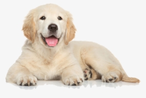 Golden Retriever Dog Png Free - Dog Png #16476