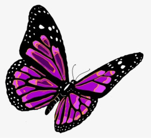 Butterfly Png #16582 Butterfly Png #16582