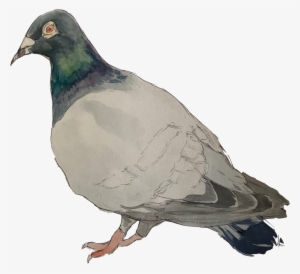 Will Lone - Rock Dove #16692
