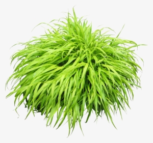 Bush Clipart Png Collection - Plant Png #16762