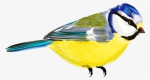 Bird Transparent Png Clipart - انواع پرندگان خانگی و زینتی #16786