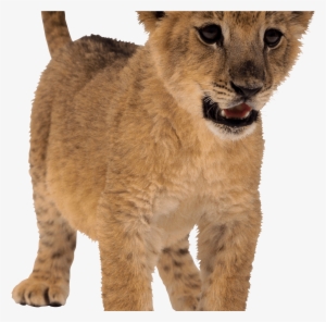 Baby Lion Png Svg Transparent Stock - Lion Png #16867