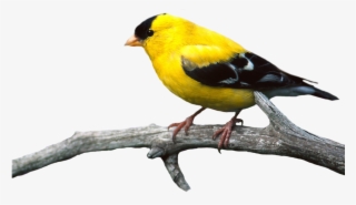 Bird Png - Bird On Branch Png #16928