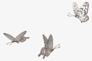 Butterfly Butterflies Tumblr Watercolor Transparent - Transparent Butterfly Png #16945