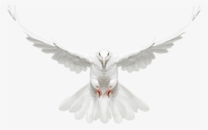 Dove - Flying Dove Png Transparent Background #17061 Dove - Flying Dove Png Transparent Background #17061