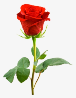 Love Gift Three Rose Png Collection - Single Rose Flower Hd #17184