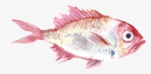 Red Fish Watercolor Hand Drawn Transparent - Watercolor Painting #17343