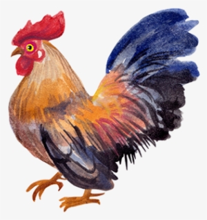Chicken Watercolor Png #17391