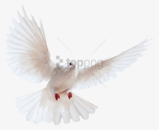 White Dove Clipart Dove Open Wing - Dove Line Drawing - Free 