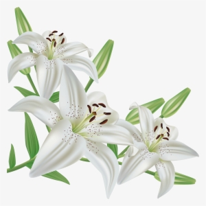 White Lilium Png Clipart Picture - Lily Clipart #17502 White Lilium Png Clipart Picture - Lily Clipart #17502
