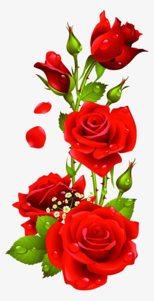 Rose Transparent Png Pictures #17565
