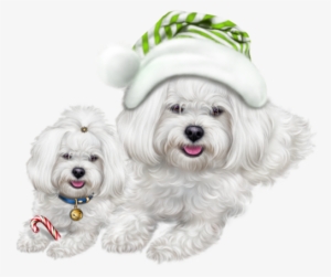 Jpg Freeuse Stock Chiens Dog Puppies Wallpapers Dessin - Maltese Dog #17584