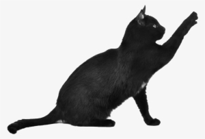 Cat Png Image - Black Cat Png #17692