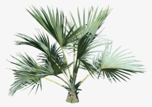Top Palm Tree Png - Palm Tree Plant Png #17717