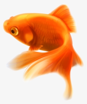 Gold Fish Png Clipart - Golden Fish Png #17887