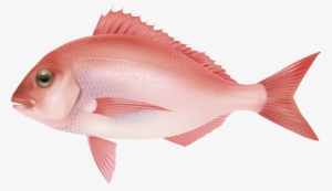 Red Sea Fish Png Clipart Image - Ocean Fish Png #18058