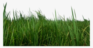 Grass Png Transparent - Transparent Grass #18079