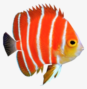 Free Png Fish Png Images Transparent - Angel Fish Png #18204
