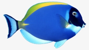 Blue Fish Image Sb - Fish Transparent #18222