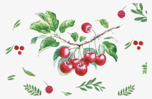 Vector Cherry Hand Drawn - Png Watercolor Cherry Vector #18265