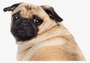 Franchising Archives Blue Wheelers - Sitting Pug #18756