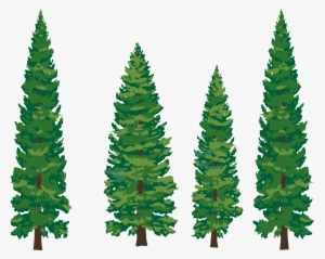 Pine Branches Watercolor Png Vector Image Royalty Free - Pine Trees Clipart #18856 Pine Branches Watercolor Png Vector Image Royalty Free - Pine Trees Clipart #18856