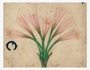 Amaryllis - Drawing #19046