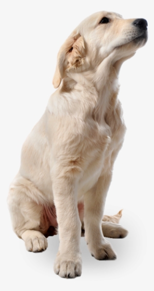 People Png, Cut Out People, Render People, Animals - Dog Png #19202