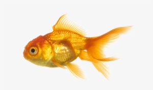 Fish Png - Fish Transparent Background #19363