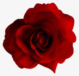 Share This Article - Red Flower Png Transparent #19424