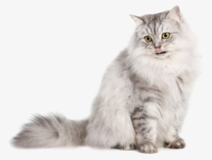 Cute Cat Png Download Image - Light Colored Cat #19888