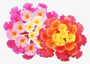 Lantana - Lantanas #100161